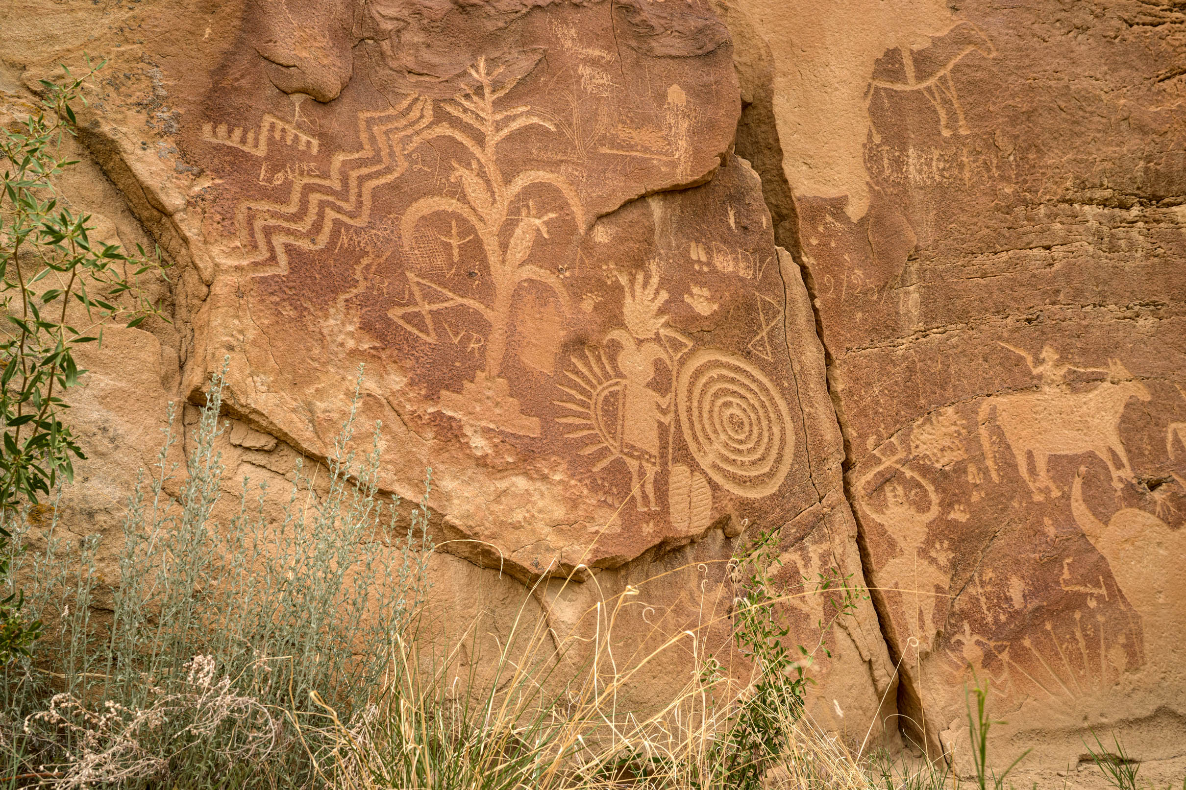 Petroglyph panel showing reddish sandstone wall with lighter tan petroglyps carved into it. Large corn figure on left and other human-like figures including person on horseback on right.